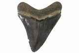 Serrated, Juvenile Megalodon Tooth - Georgia #90832-1